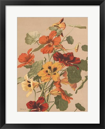 Framed Antique Botanical Collection 2 Print