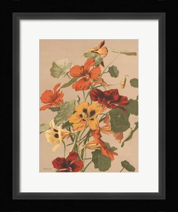 Framed Antique Botanical Collection 2 Print