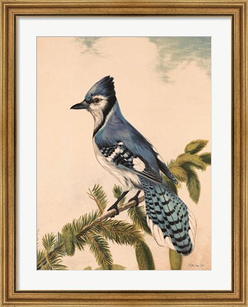 Framed Bluebird on Evergreen Print