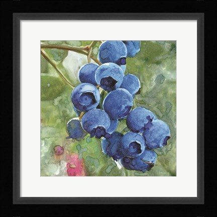 Framed Blueberries 4 Print