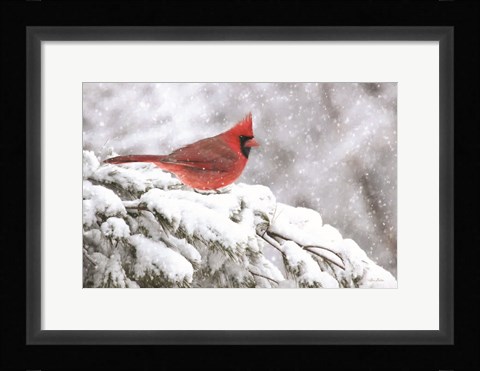 Framed Winter Cardinal Print
