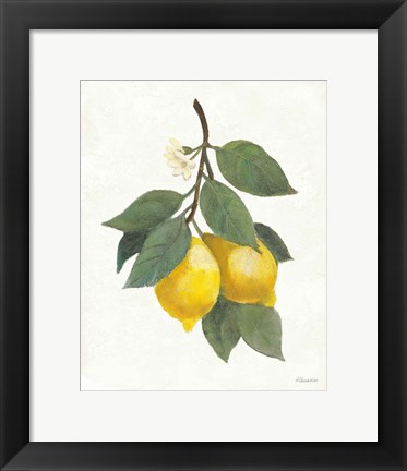 Framed Lemon Branch II Print