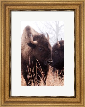 Framed American Bison VI Print