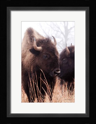 Framed American Bison VI Print