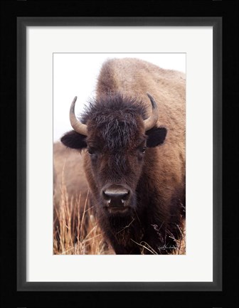 Framed American Bison IV Print
