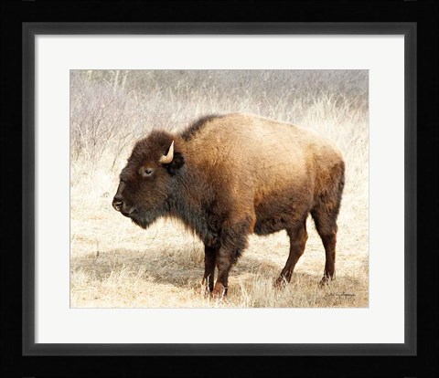 Framed American Bison III Print
