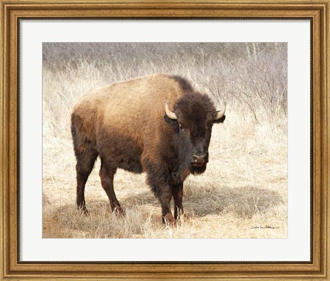 Framed American Bison II Print