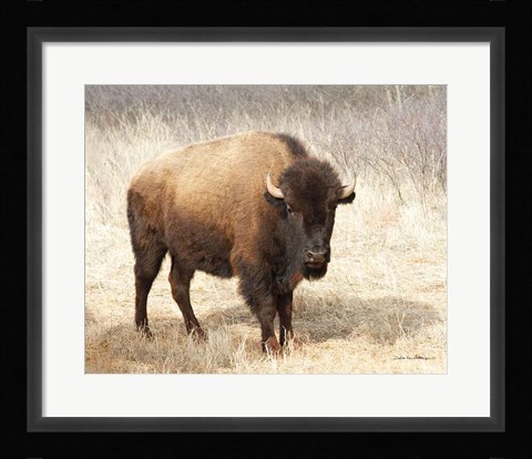Framed American Bison II Print