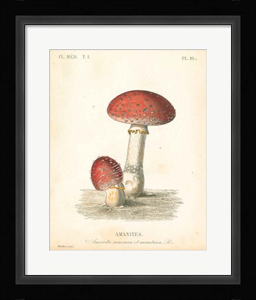 Framed French Mushrooms III Print
