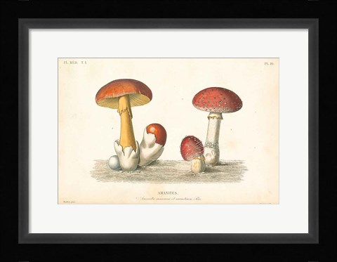 Framed French Mushrooms I Print