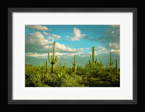 Framed Saguaros No. 2 Print
