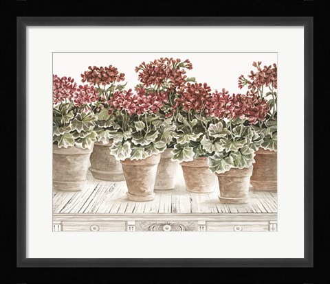 Framed Potted Geranium Mix III Print