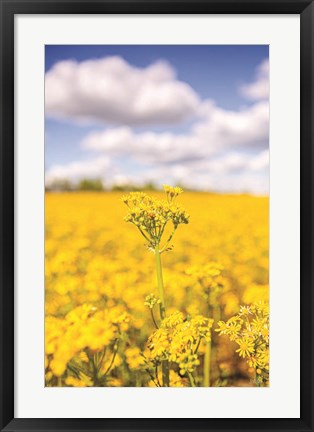 Framed Field of Yellow III Print
