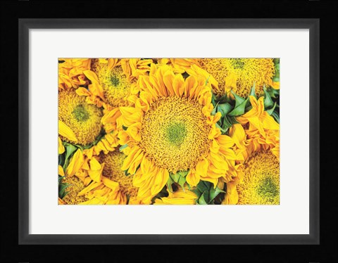 Framed Sunflower Summer Print