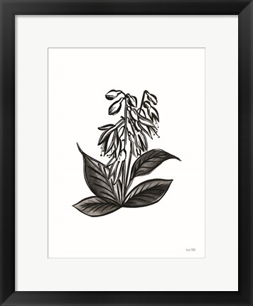 Framed Pen and Ink Wildflower III Print