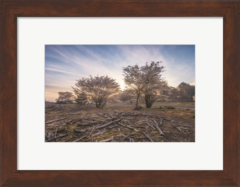 Framed Spring Bushes at Sunrise Print