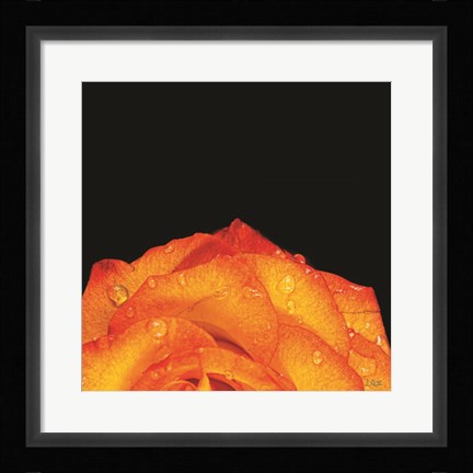 Framed Orange Petals Print