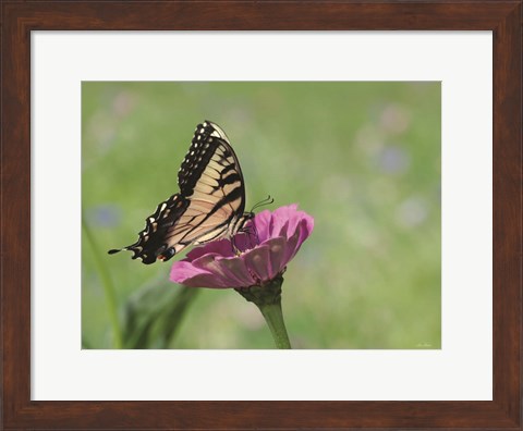 Framed Butterfly Resting Spot I Print