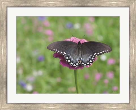 Framed Butterfly Resting Spot II Print