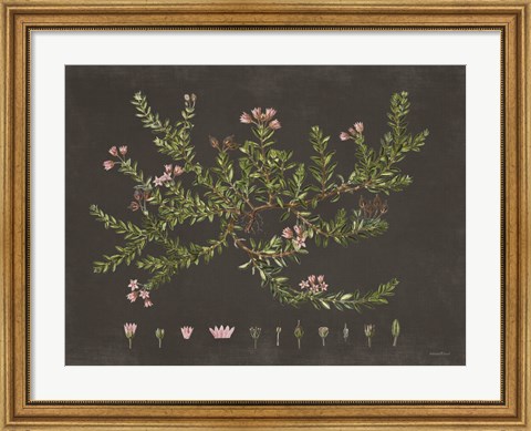 Framed Alpine Azalea Print