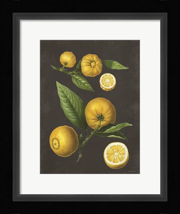 Framed Lemon Citrus Print