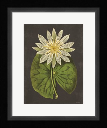 Framed Lily Print