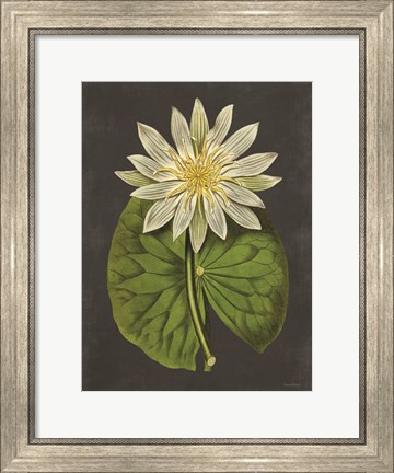 Framed Lily Print