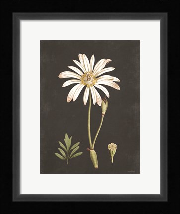Framed Naturalist Bloom Study Print