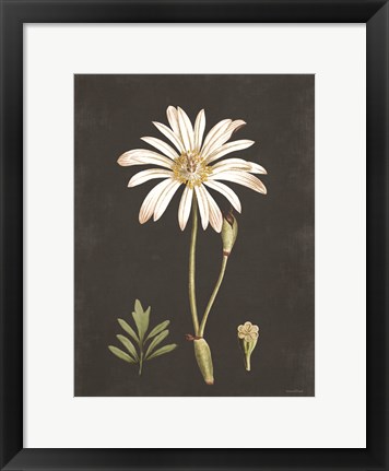 Framed Naturalist Bloom Study Print