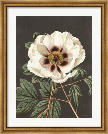 Framed Vintage Rose Print