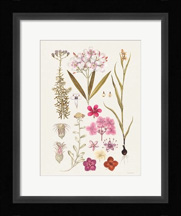 Framed Vintage Bloom Study Print