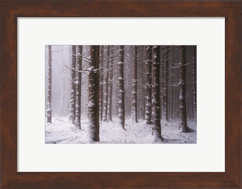 Framed Red Woods Print