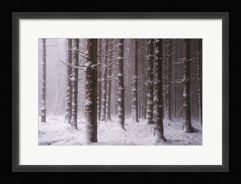 Framed Red Woods Print