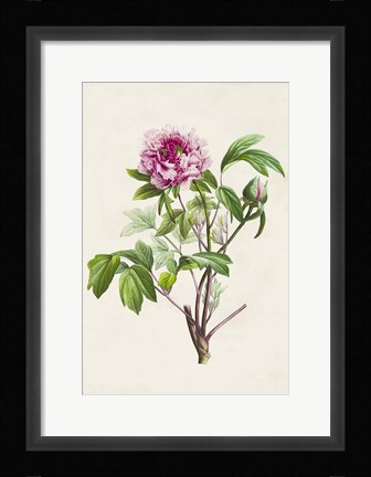 Framed Pretty Pink Botanicals V Print