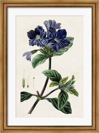 Framed Antique Floral Folio IV Print