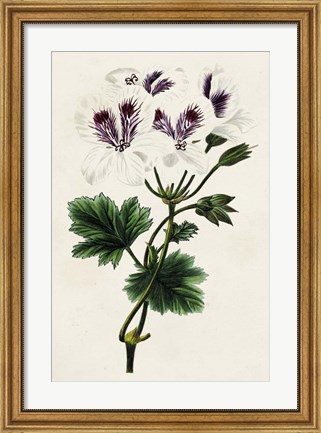Framed Antique Floral Folio IX Print