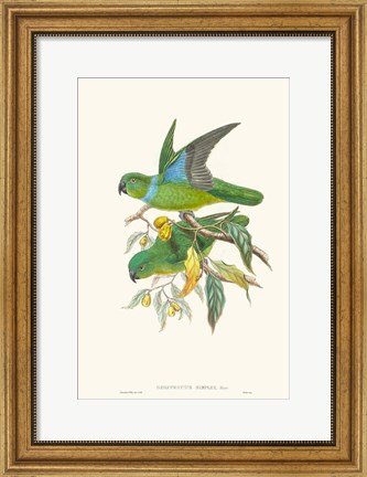 Framed Lime &amp; Cerulean Parrots II Print