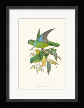 Framed Lime &amp; Cerulean Parrots II Print