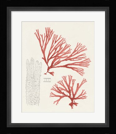 Framed Vintage Coral Study I Print