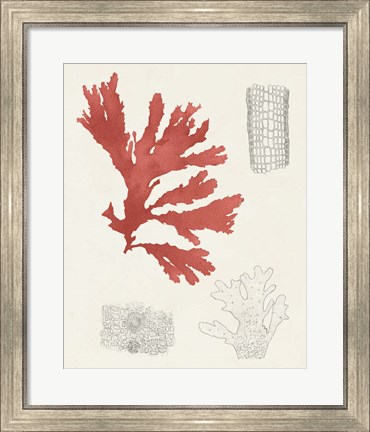 Framed Vintage Coral Study III Print
