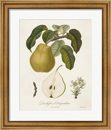 Framed Vintage Pears I Print