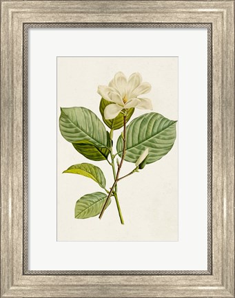 Framed Magnolia Flowers I Print