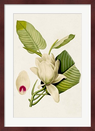 Framed Magnolia Flowers II Print