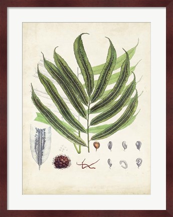 Framed Collected Ferns III Print