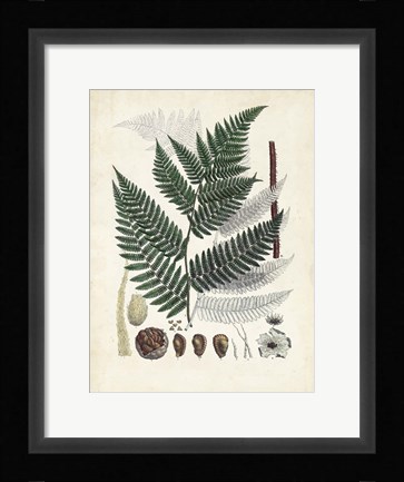 Framed Collected Ferns IV Print