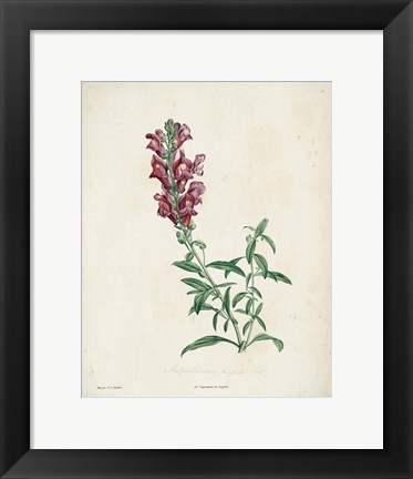 Framed Traditional Botanical I Print