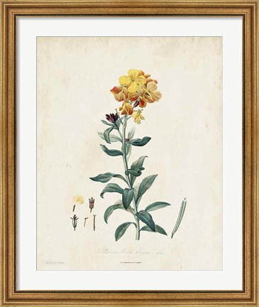 Framed Traditional Botanical III Print