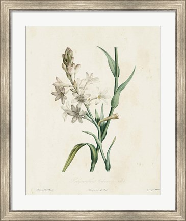 Framed Traditional Botanical IV Print