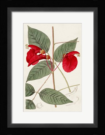 Framed Flora of the Tropics II Print