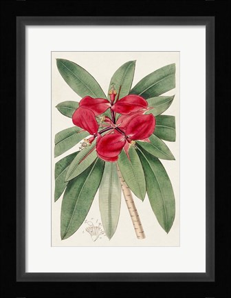 Framed Flora of the Tropics III Print